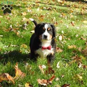 Braxton, Bernese Mountain Dog Puppy